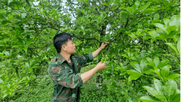 PHÁT TRIỂN KINH TẾ TRỒNG HỒI TỪ VỐN VAY NGÂN HÀNG CHÍNH SÁCH XÃ HỘI
