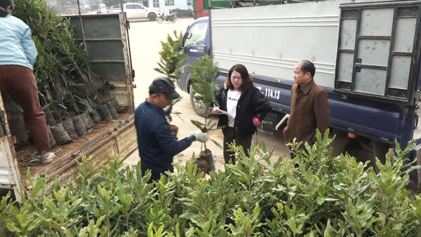 XÃ VĂN LÃNG CẤP PHÁT 1.200 CÂY GIỐNG MẮC CA VÀ PHÂN BÓN CHO 05 HỘ DÂN