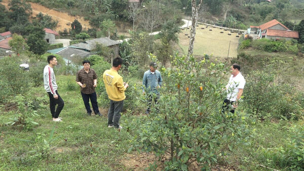 LÃNH ĐẠO XÃ VĂN LÃNG KHẢO SÁT KHU VỰC TRỒNG CÂY SA CHI TỬ