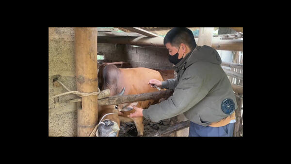 XÃ VĂN LÃNG TRIỂN KHAI TIÊM PHÒNG VĂC CHO ĐÀN VẬT NUÔI TRÊN ĐỊA BÀN NĂM 2026