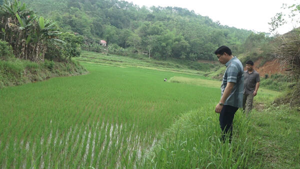 LÃNH ĐẠO XÃ VĂN LÃNG KIỂM TRA TÌNH HÌNH ỐC BƯƠU VÀNG GÂY HẠI LÚA XUÂN