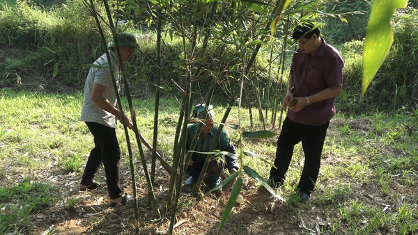 LÃNH ĐẠO UBND XÃ VĂN LÃNG THĂM MÔ HÌNH TRỒNG MĂNG LỤC TRÚC TẠI THÔN LIÊN KẾT XÃ VĂN LÃNG