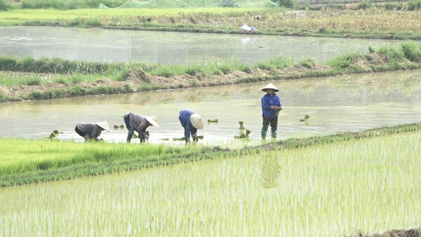 NHÂN DÂN XÃ VĂN LÃNG KHẨN TRƯƠNG XUỐNG ĐỒNG CẤY LÚA VỤ MÙA