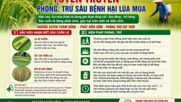 TUYÊN TRUYỀN PHÒNG, TRỪ SÂU BỆNH HẠI LÚA MÙA